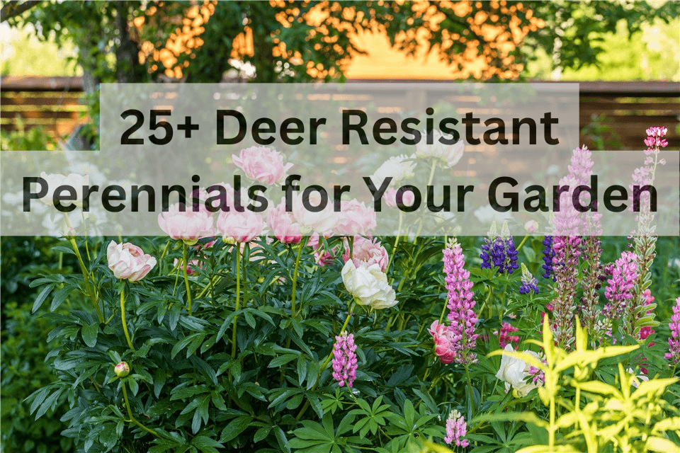 Deer Resistant Perennials