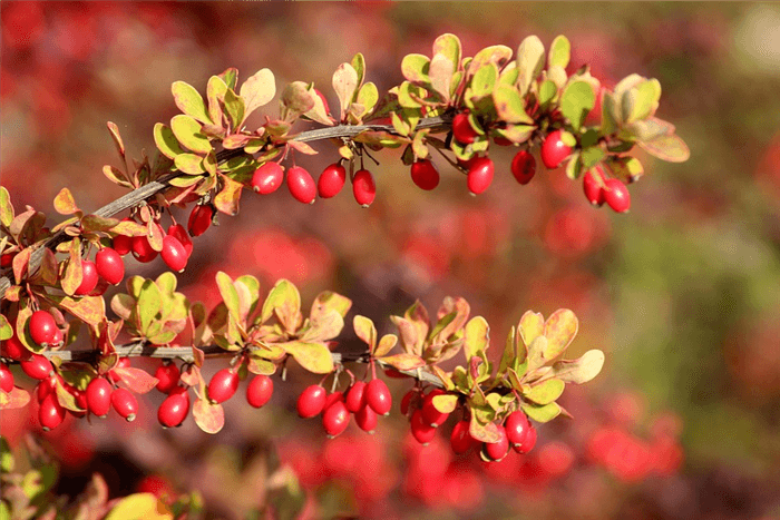 Deer Resistant Shrubs and Bushes - Barberry