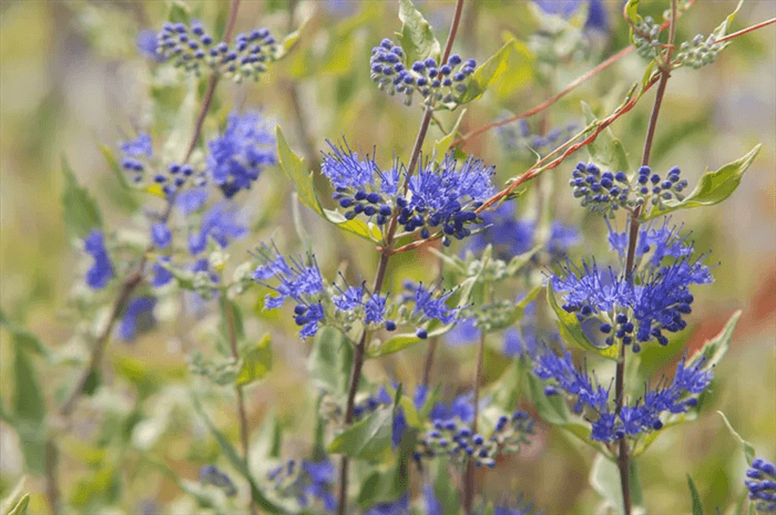 Deer Resistant Shrubs and Bushes - Bluebeard