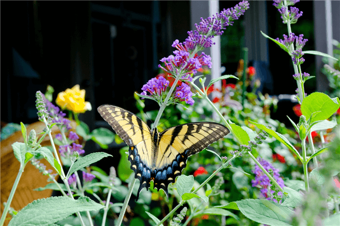 Deer Resistant Shrubs and Bushes - Butterfly Bush