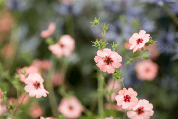 Deer Resistant Shrubs and Bushes - Potentilla