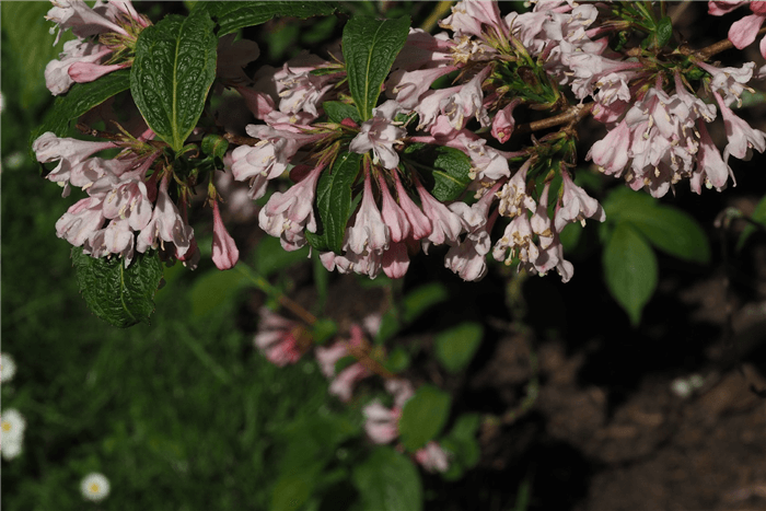 Deer Resistant Shrubs and Bushes - Weigela