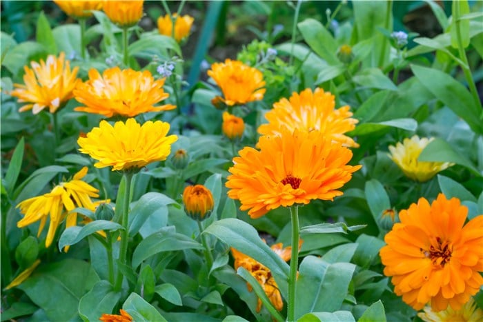 Flowers to Grow in March - Calendula