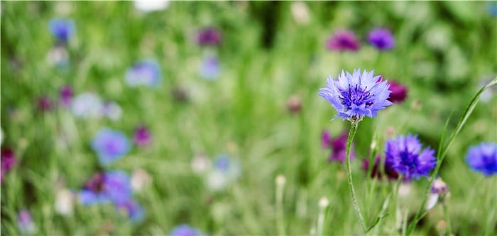 Flowers to Grow in March - Cornflower