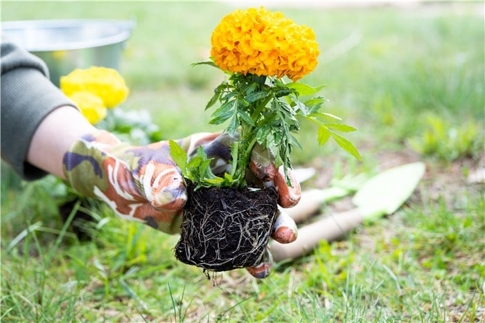 Flowers to Grow in March - Marigold