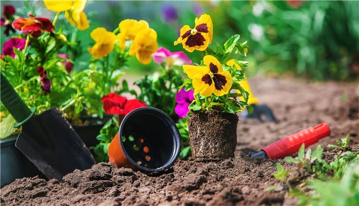 Flowers to Grow in March - Pansies