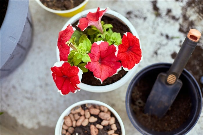 Flowers to Grow in March - Petunia