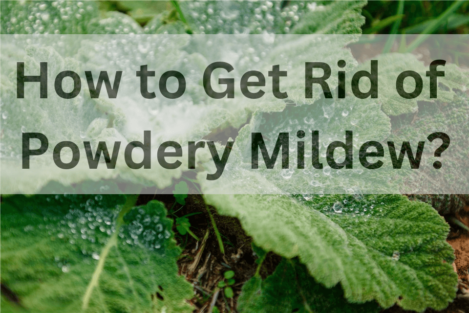 How to Get Rid of Powdery Mildew?