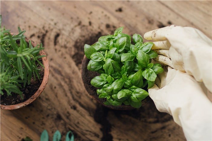 Veggies to Plant in March - Basil