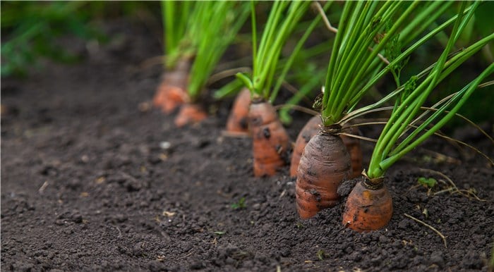 Veggies to Plant in March - Carrot