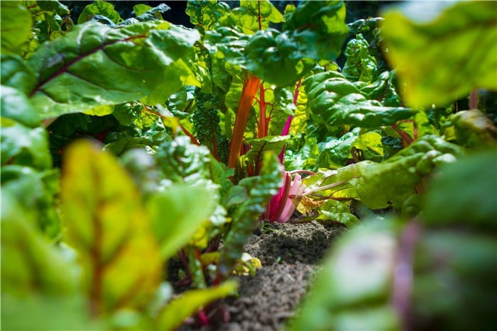 Veggies to Plant in March - Chard