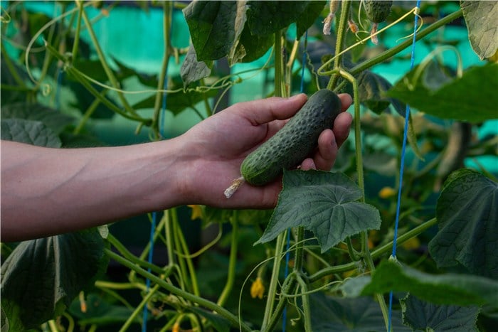 Veggies to Plant in March - Cucumber