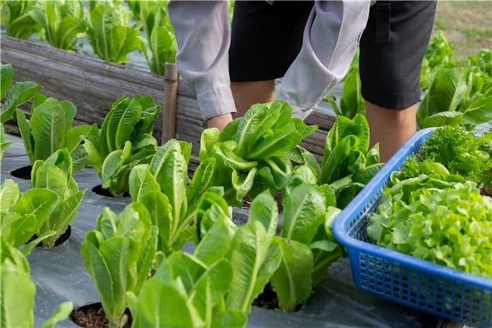 Veggies to Plant in March - Lettuce