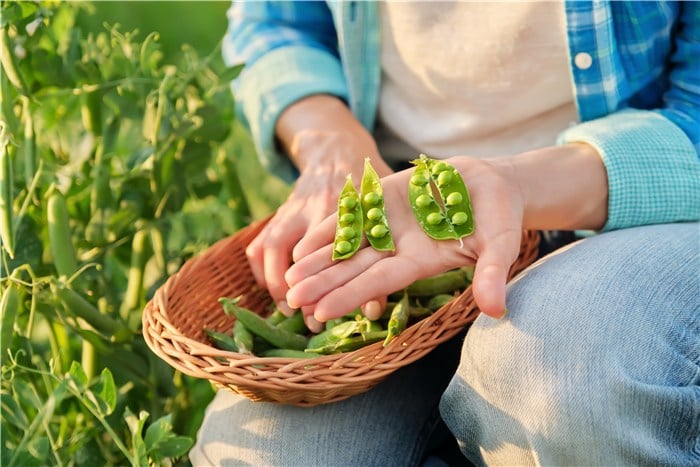 Veggies to Plant in March - Peas