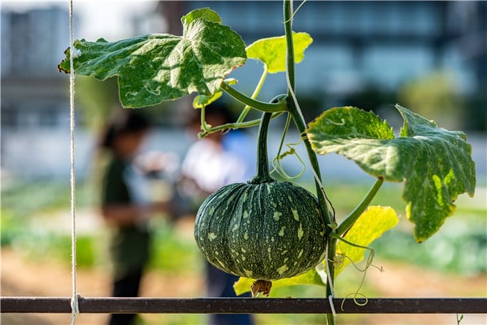 Veggies to Plant in March - Pumpkin