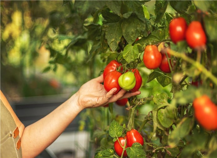 Veggies to Plant in March - Tomato