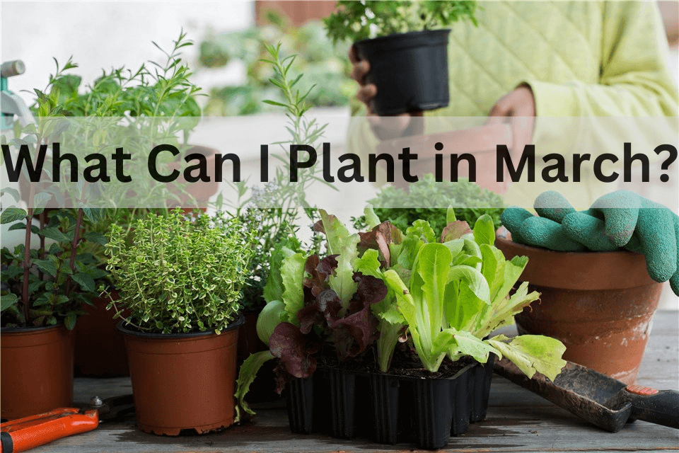 What to Plant in March?