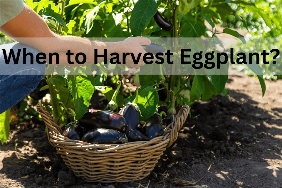 When & How to Harvest Eggplant?