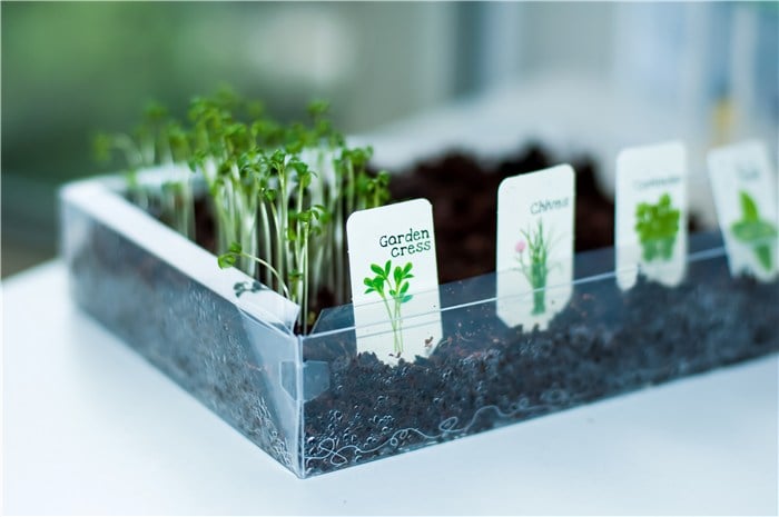 Can You Grow Sprouts from Any Seed?