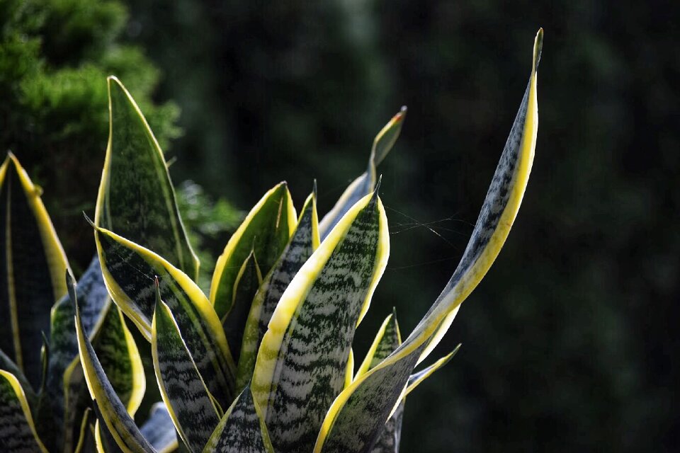 why is my snake plant drooping