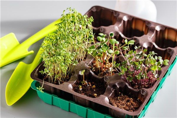 Containers for Growing Sprouts
