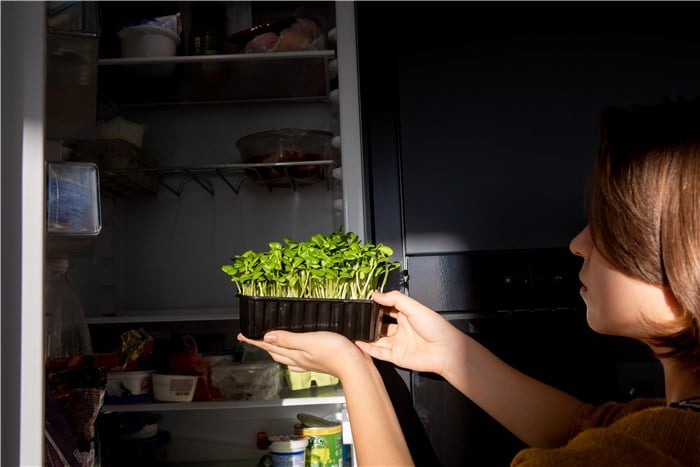 Do Sprouts Grow Better in Light or Dark?