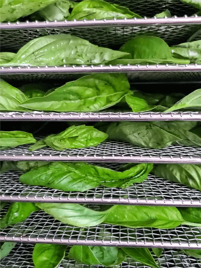 Dry Basil in a Dehydrator