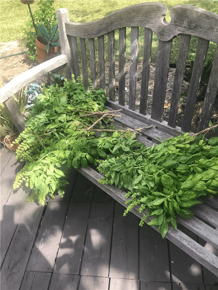 Dry Fresh Basil in the Sun