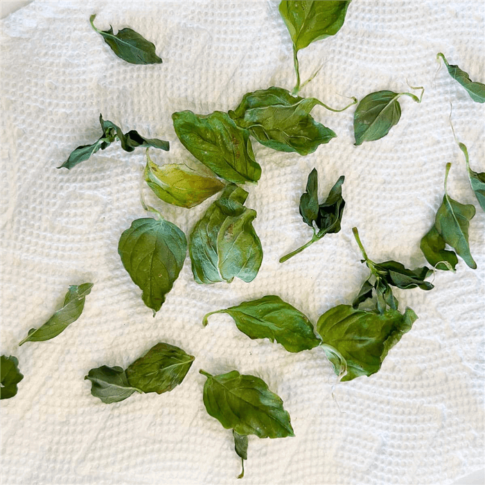 Dry Fresh Basil in Microwave