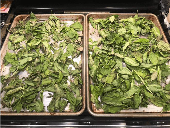 Dry Fresh Basil in the Oven
