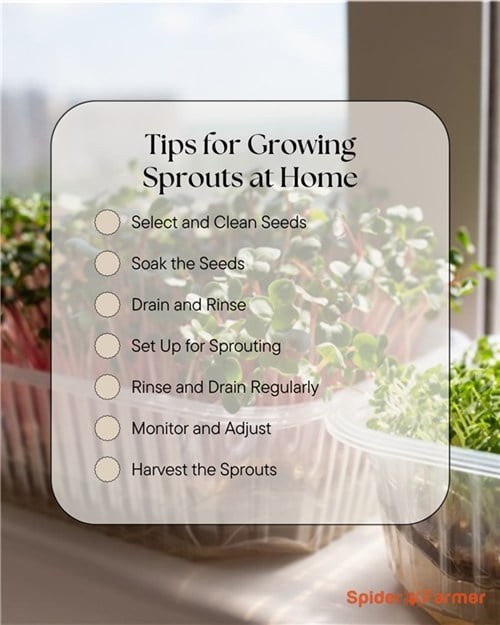 How to Grow Sprouts at Home?