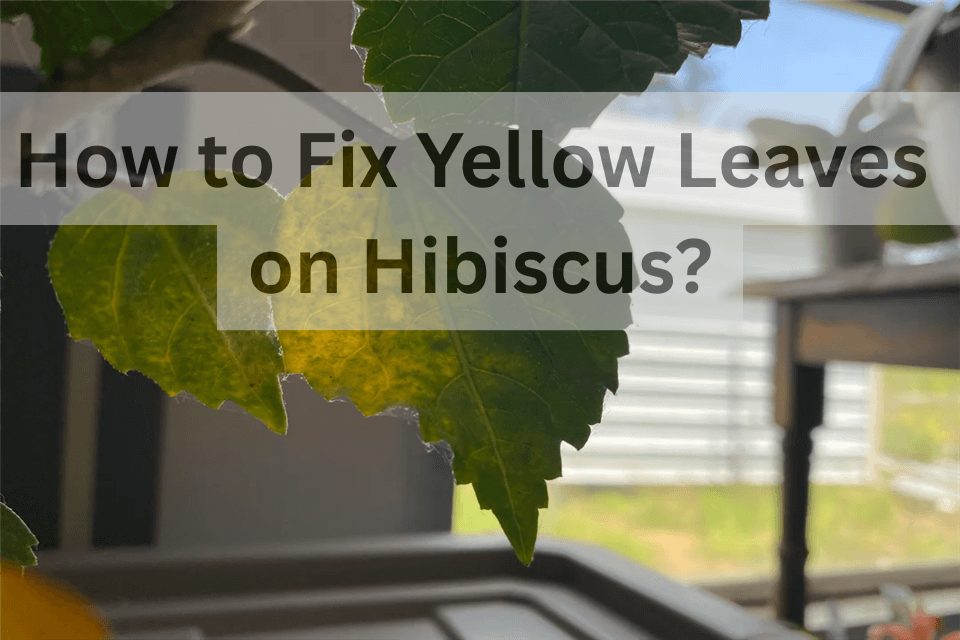 Hibiscus Leaves Turning Yellow