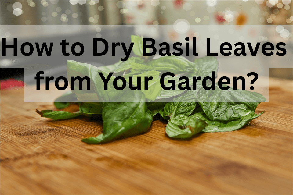 How to Dry Basil