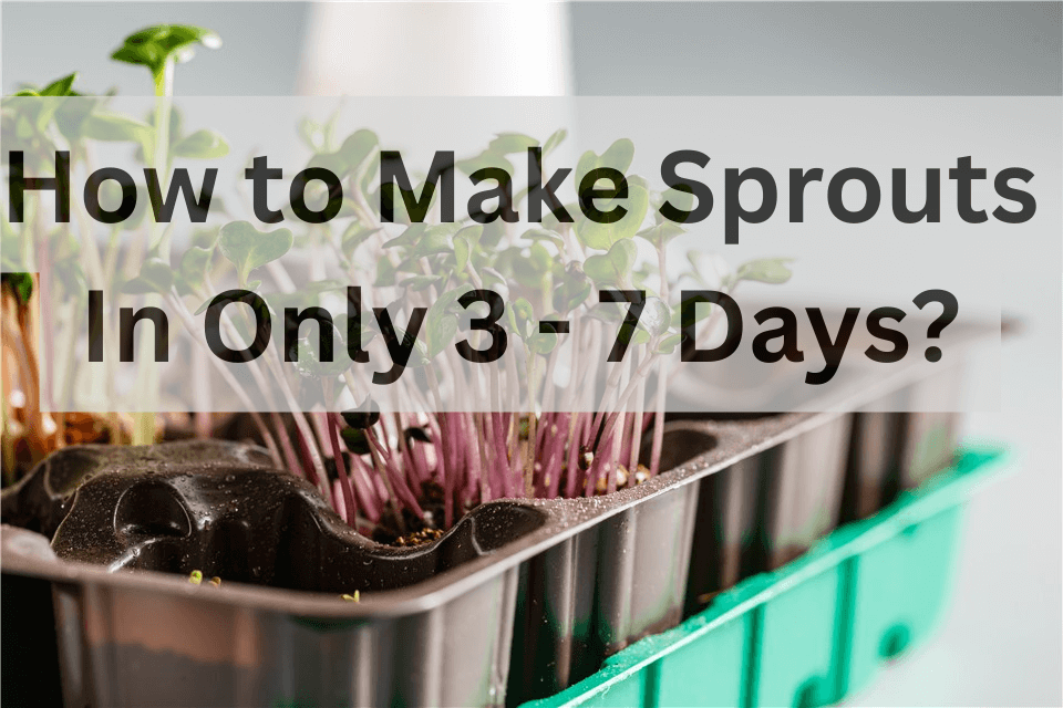 How to Grow Sprouts?