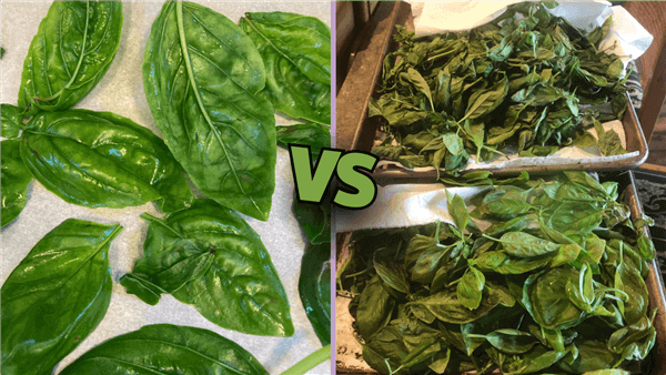 Is It Better to Dry or Freeze Basil?