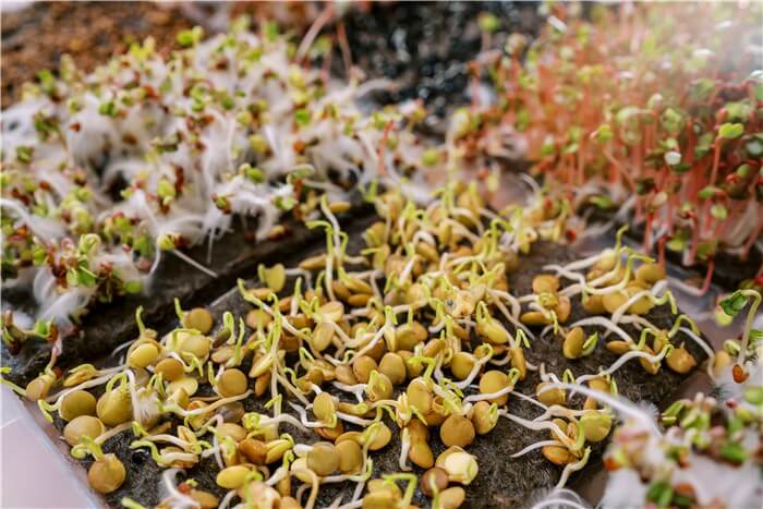 Why Do My Sprouts Keep Dying?