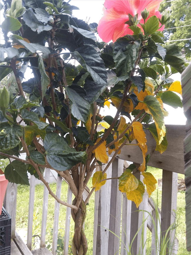 What Does an Overwatered Hibiscus Look Like?