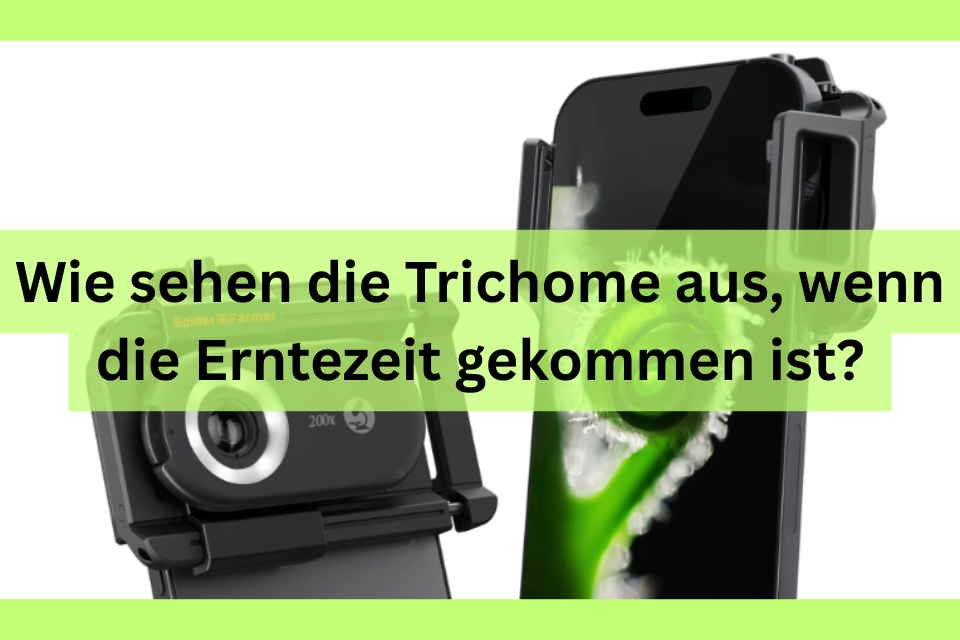 Wie sehen die Trichome aus, wenn die Erntezeit gekommen ist