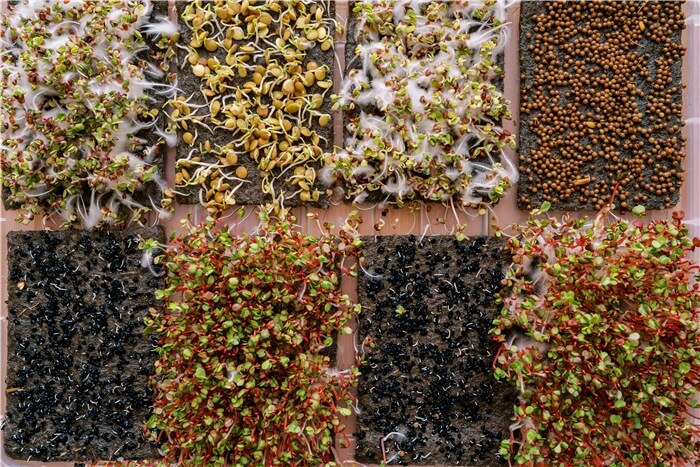 Can You Grow Microgreens from Any Seed?