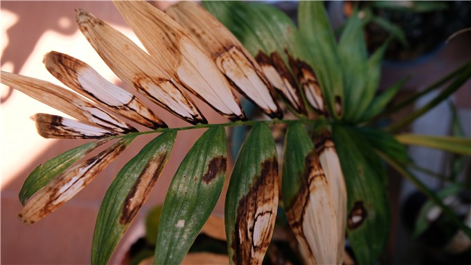 Crispy Leaf Edges