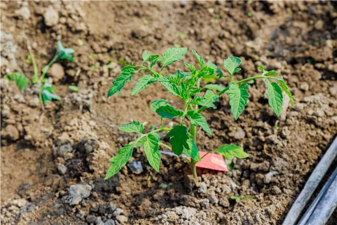 Dry Soil