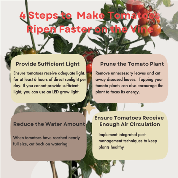 How to Make Tomatoes Ripen Faster on the Vine?
