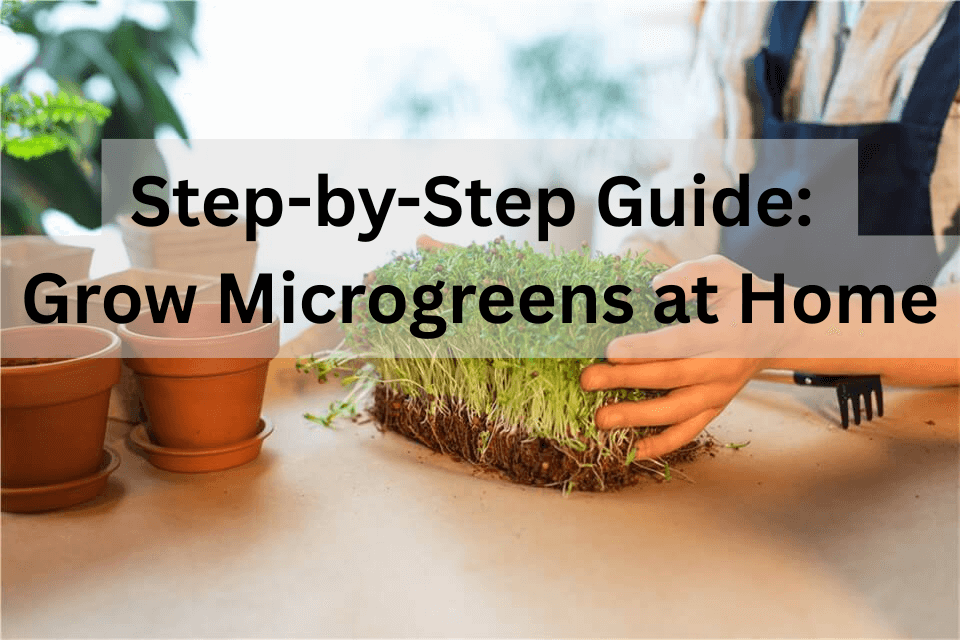How to Grow Microgreens at Home