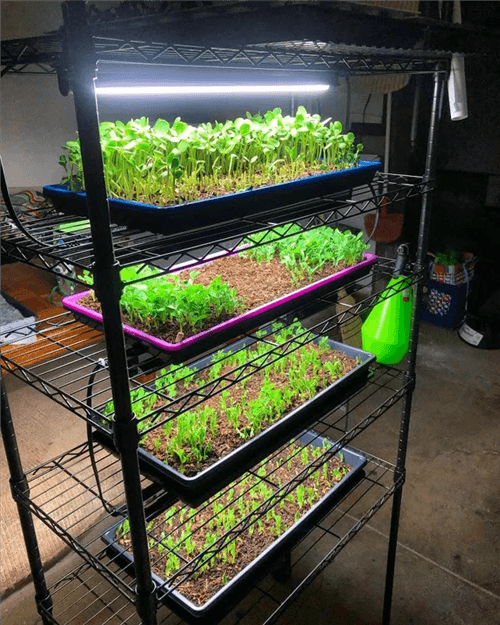 Growing Microgreens Indoors with LED Grow Lights