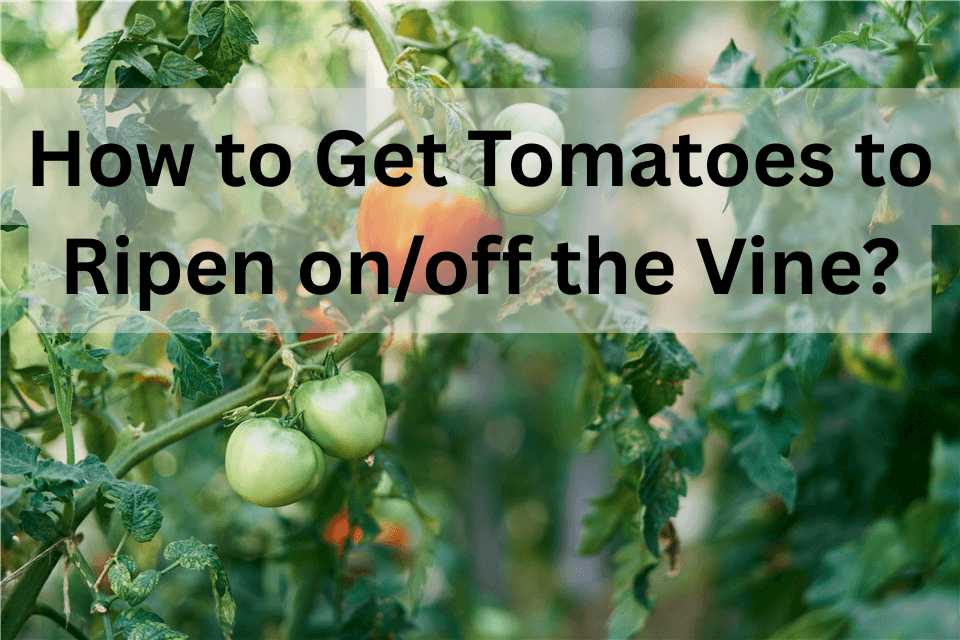 How to Get Tomatoes to Ripen?