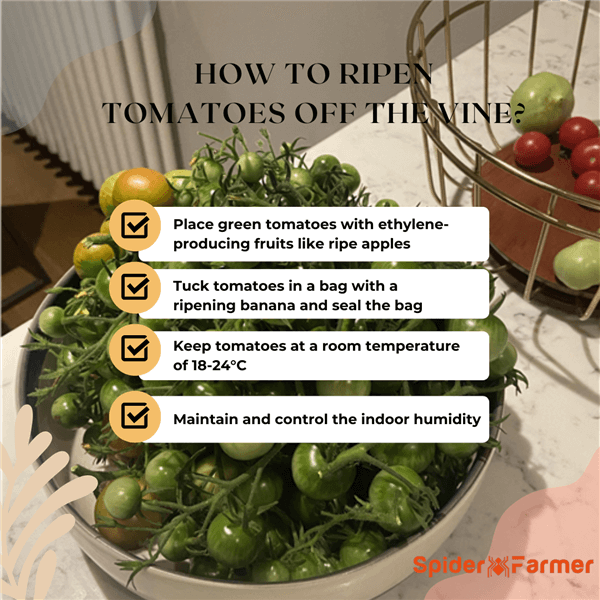 How to Ripen Tomatoes off the Vine?