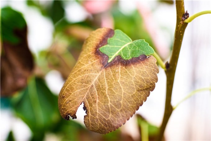 Leaf Scorching and Sunburn