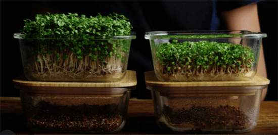 Microgreens Kits