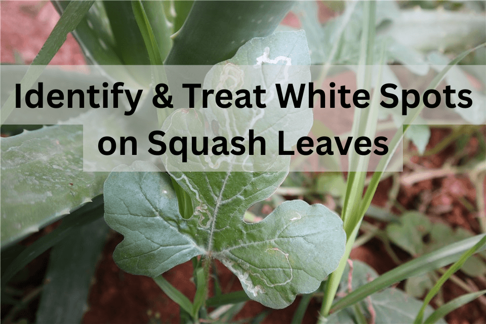 Powdery Mildew on Squash