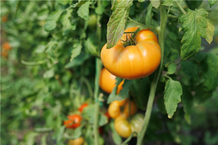 Should You Pick Green Tomatoes?